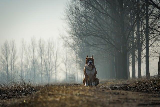 Stafordšírský bulteriér jak roste: Vývoj štěněte