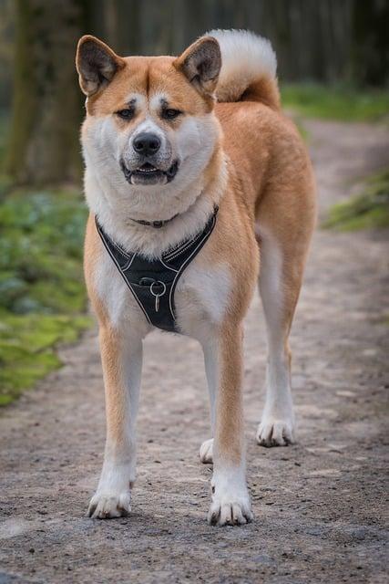 Akita Inu v bytě: Jak se starat o psa v malém prostoru