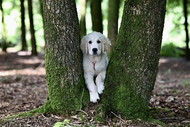 Co žere labradorský retrívr: Nejlepší krmivo pro vašeho psa