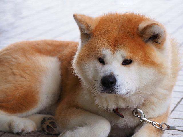 Is an Akita a Good Dog for Me? Find Out Here!