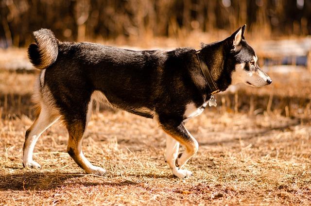 Shikoku Inu vs Shiba Inu: Které Plemeno Je Pro Vás?