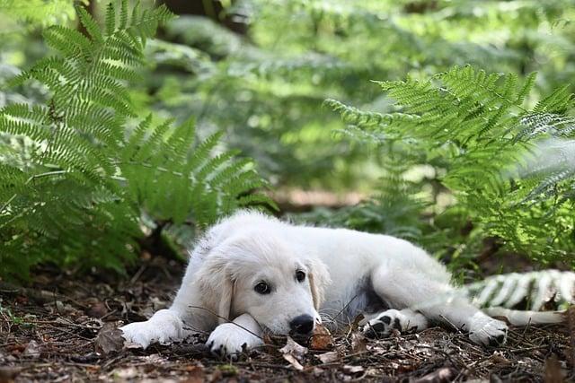 Jaké velikosti dosáhne kříženec labradorského retrívra a border collie: Průvodce