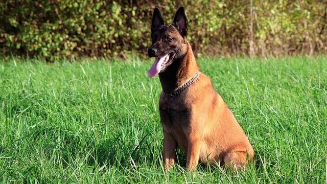 Kdy se malinois stali populární: Historie a vzestup plemene