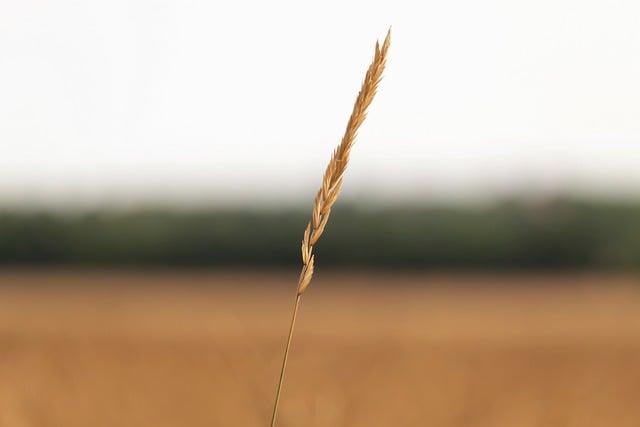 Může se tibetská doga stříhat: Ano nebo ne?