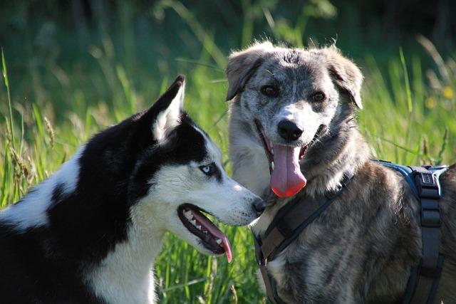 Důležité otázky před adopcí psa