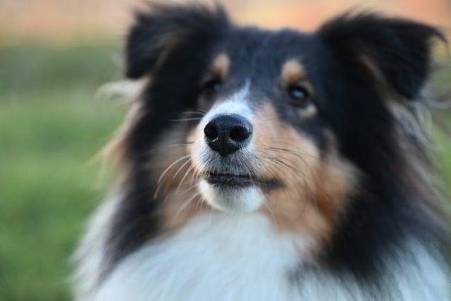 Náhubek kovový tibetská doga: Jak vybrat ten správný