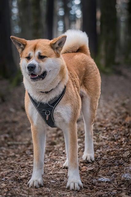 Americká Akita jako společník:⁣ Majitelé sdílí radost ⁤ze⁤ vzájemného přátelství