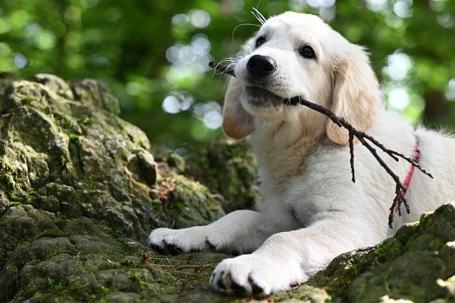 Jaká jsou nejlepší krmiva pro labradorské retrívry?