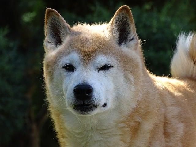 Shikoku Inu vs Shiba Inu: Porovnání temperamentu a chování