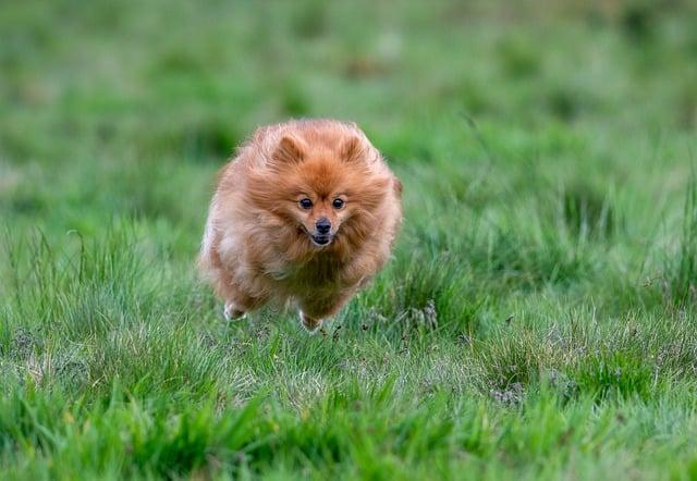 Kdy ⁢je Pomeranian ‍dospělý: Vše o dospívání Pomeraniana