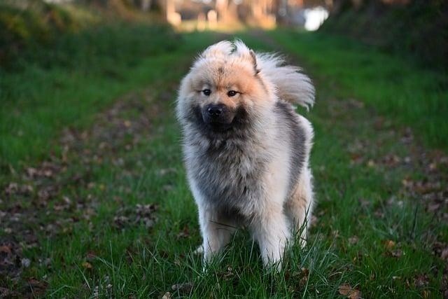 Jak si⁤ vybrat a ⁣ověřit důvěryhodného chovatele štěňat ‍Pomeranian?