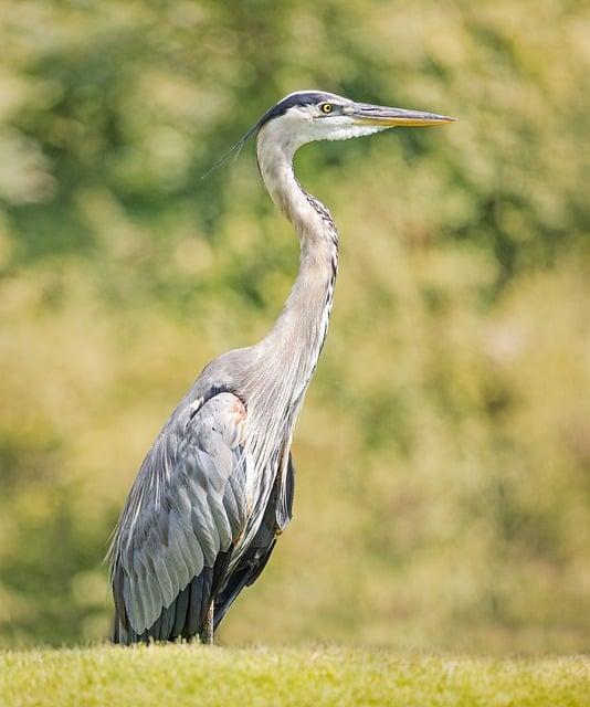 Fena 11: Co To Znamená a Jak To Ovlivňuje Vaši Fenu