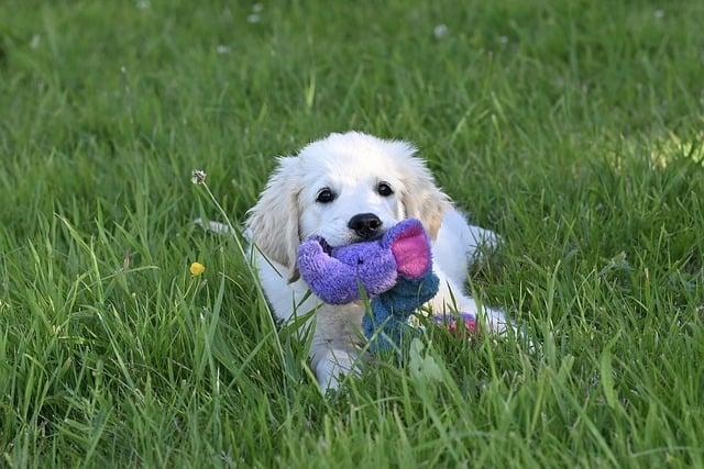 Tipy pro udržení fit a zdravého Labradorského retrívra