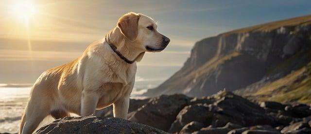 Jak efektivně trénovat Labradorského Feně