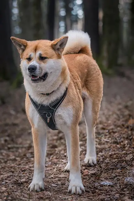 Jak se liší temperament Akita Inu a Shiba Inu?