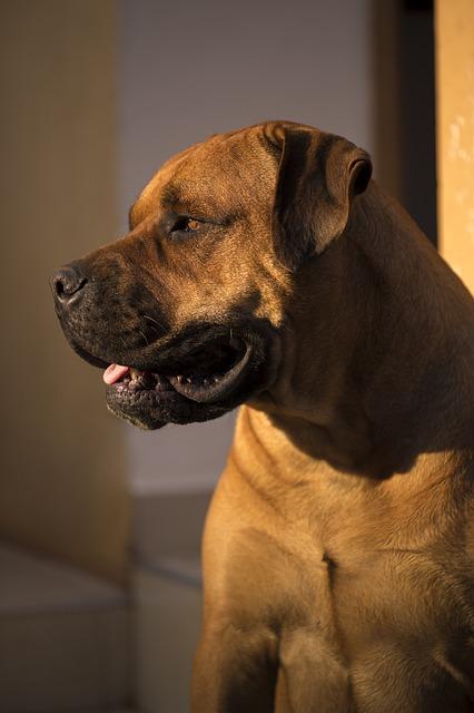 Jak zabezpečit dostatečný pohyb pro energické Boerboely