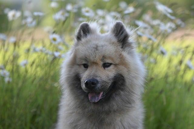 Která plemena vzešla z tibetské dogy: Historie a fakta