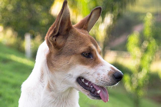 Důležité kroky při adoptování psa ze Shiba Inu Útulku