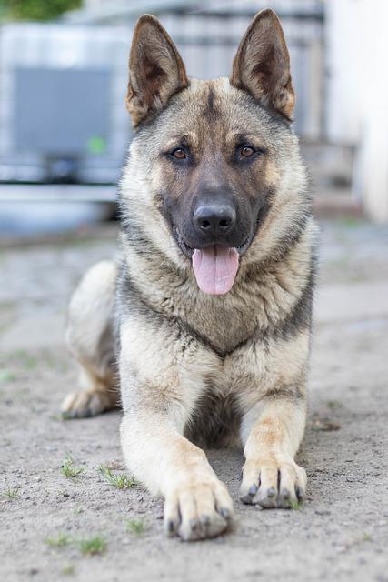 Jak reagovat, když se váš vlčák chová agresivně k malým psům