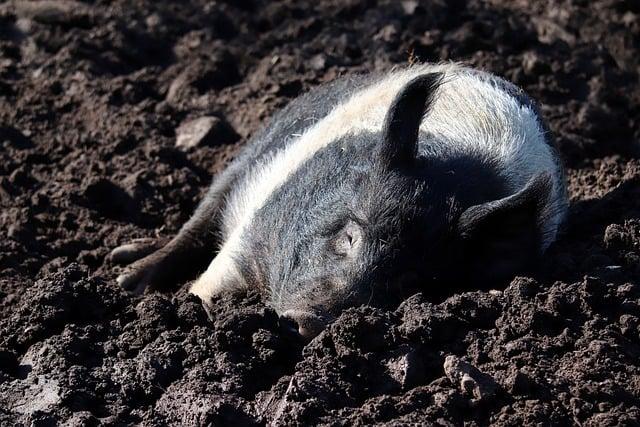 Vhodné výživné granule pro alergiky a citlivé pejsky